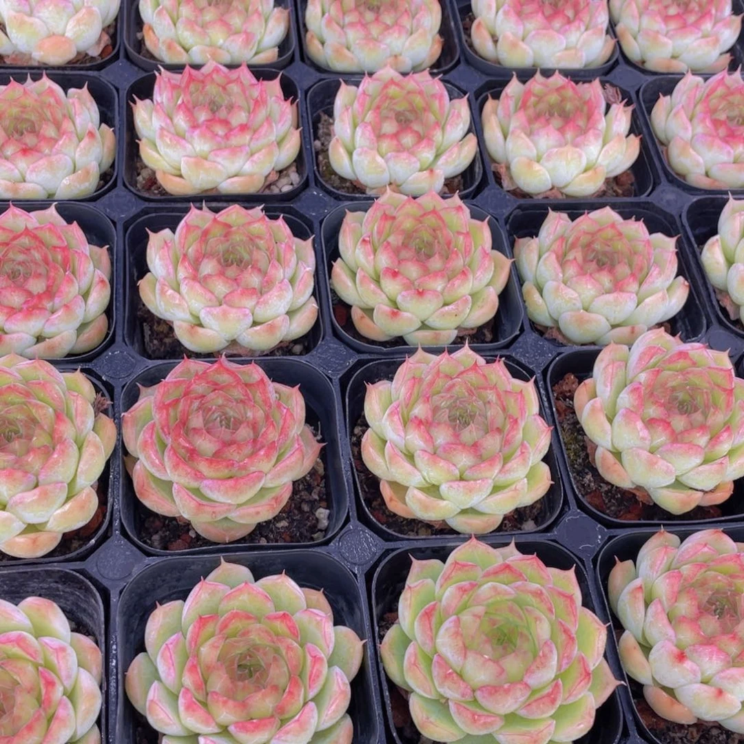 408号 睫毛暗纹冰美人单头一个