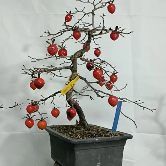 邵***剑无花朵老鸦柿盆景老桩