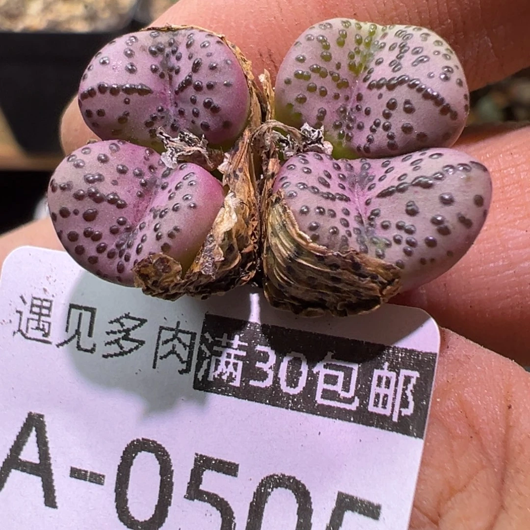 多肉植物11111111111