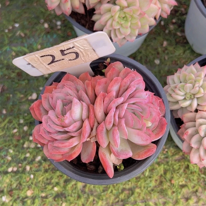 健健康康平平安安