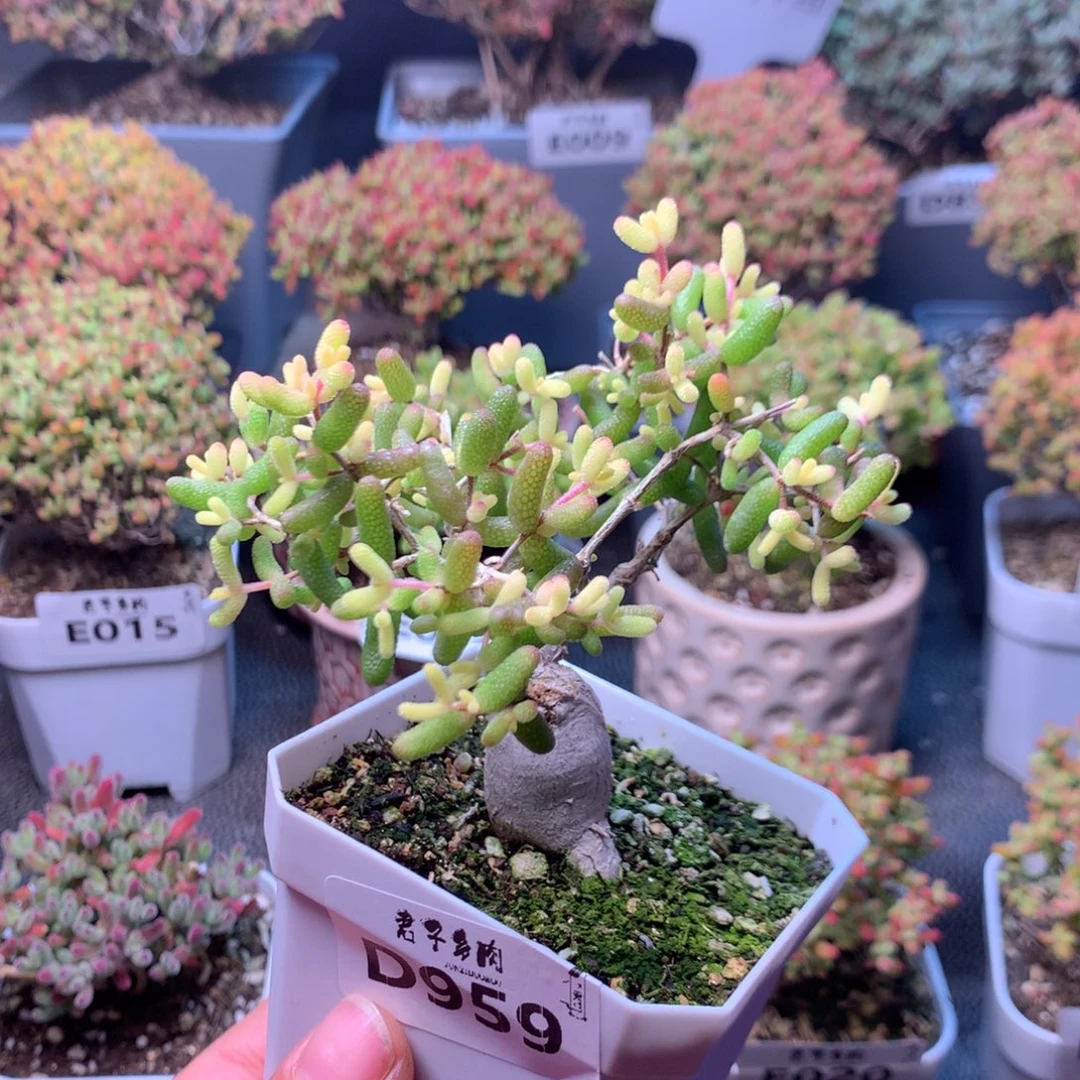 959嫁接糖球粉锦