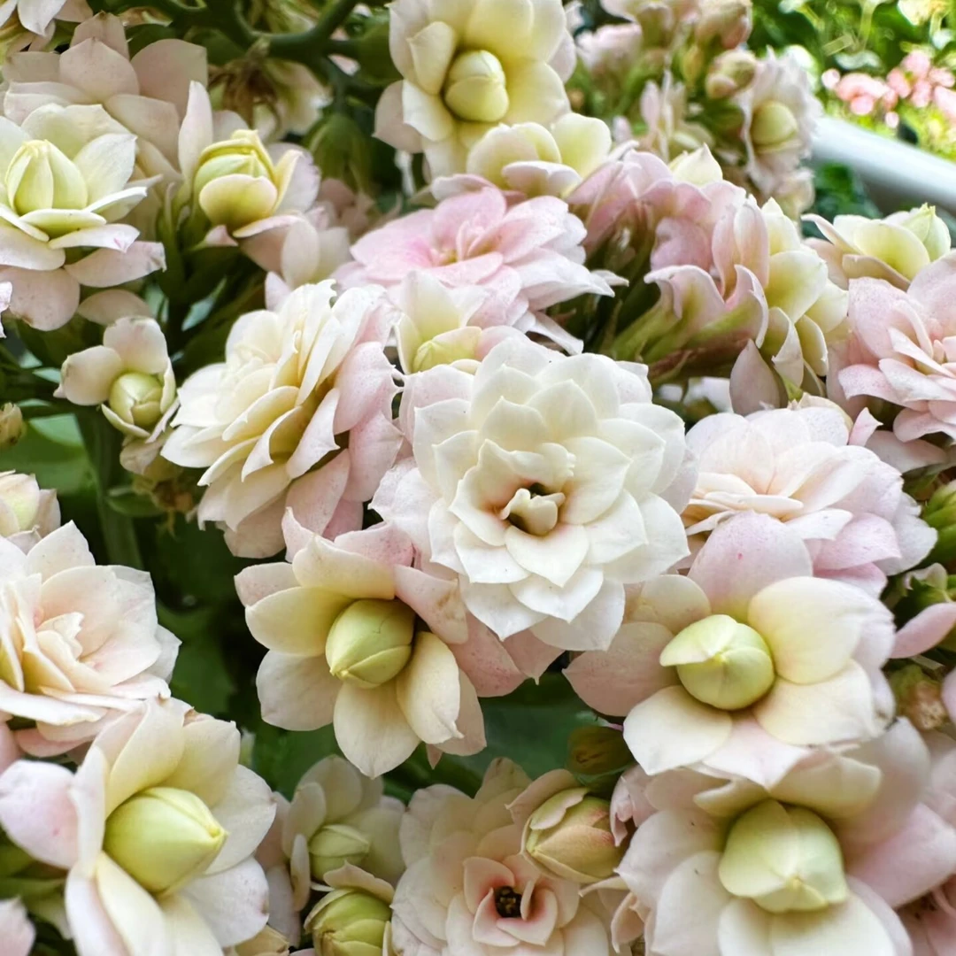 【新品奥伯龙】变色复色110盆