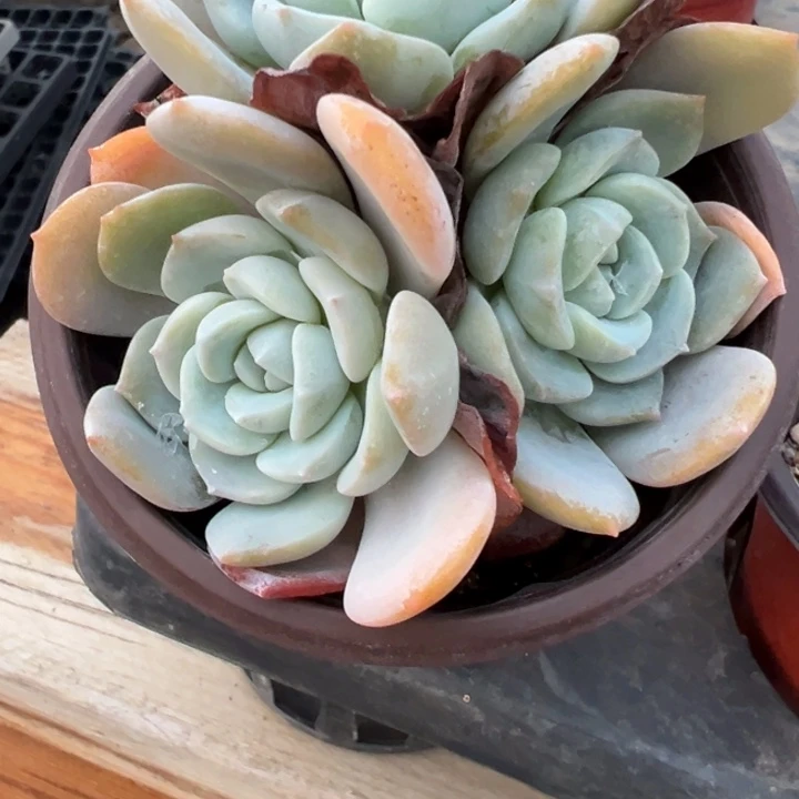 白茶多肉植物老桩多肉植物量