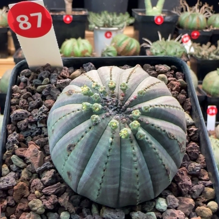 87号（欧系布纹八年老球）实生带盆（尺寸直径）-（ 6 ）厘米