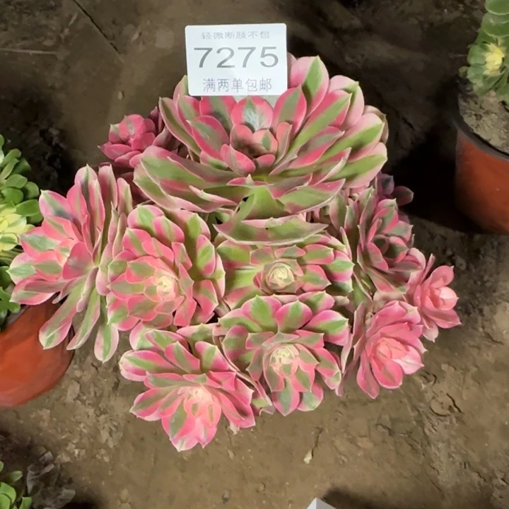 7275女巫多肉植物