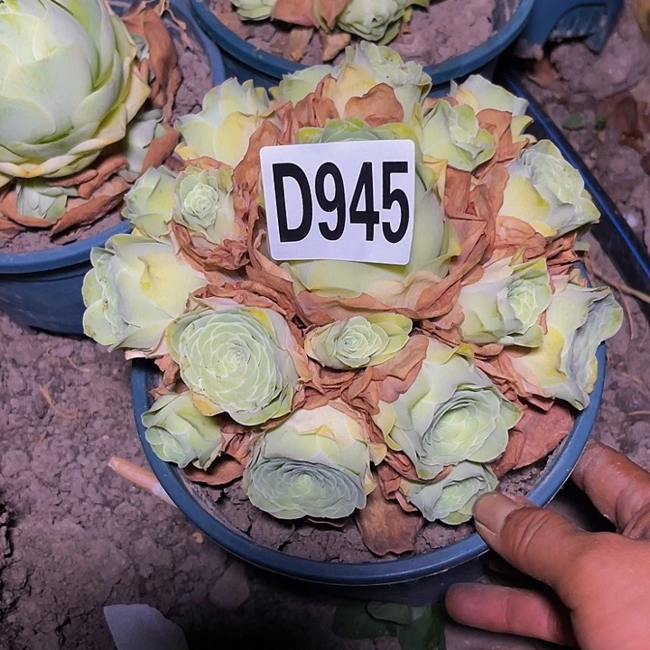 玫瑰玫瑰28/6包邮