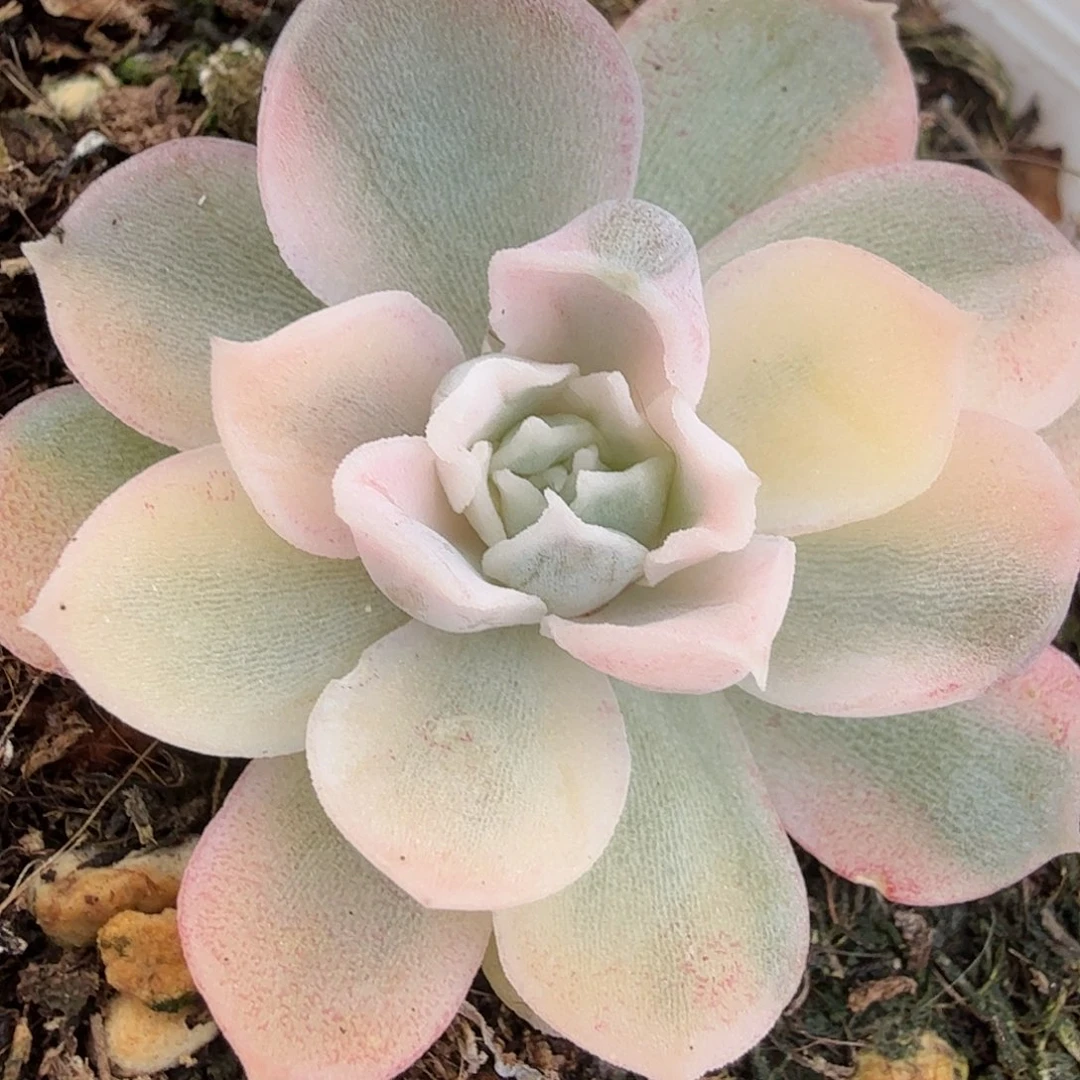 多肉植物锦，多肉植物