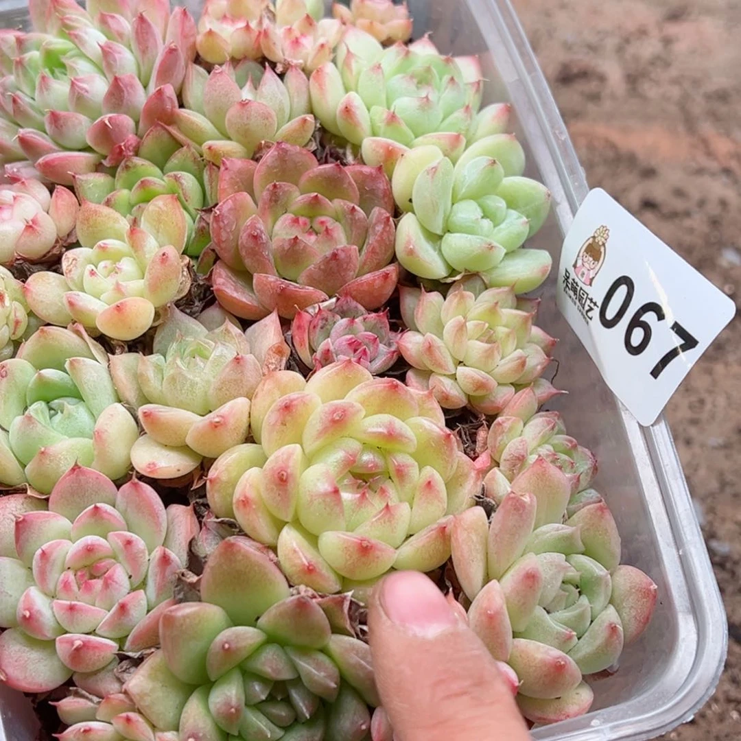 多肉植物多肉植物