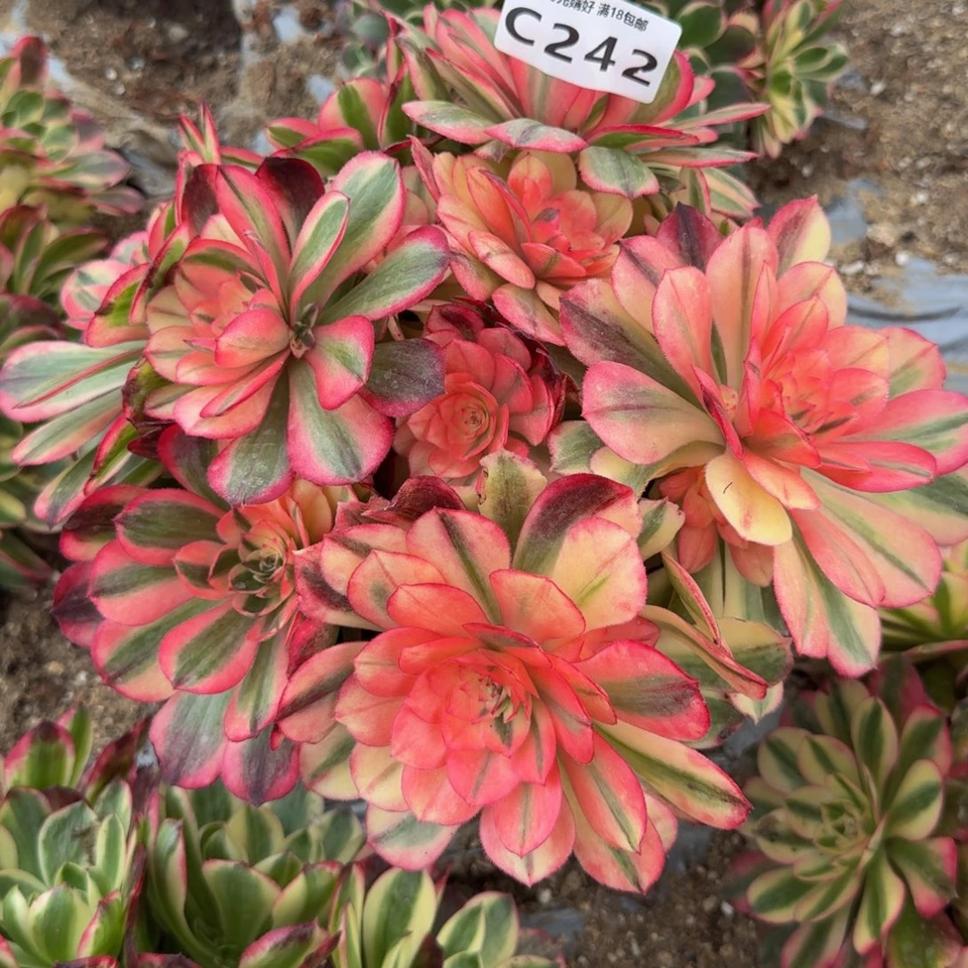 242海神。多肉植物