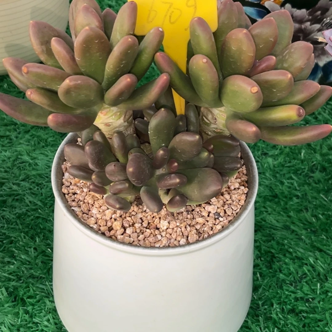 *****6709下午多肉植物群生