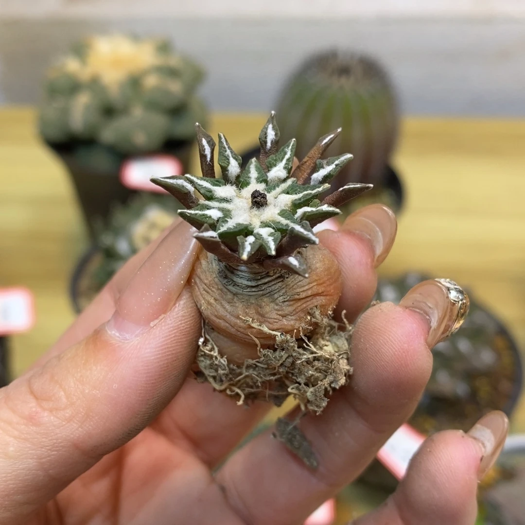 28号 实生 姬牡丹叶展3公分