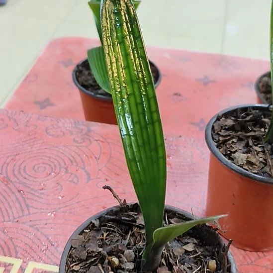 完全开放“鑫子兰苑”杜杜