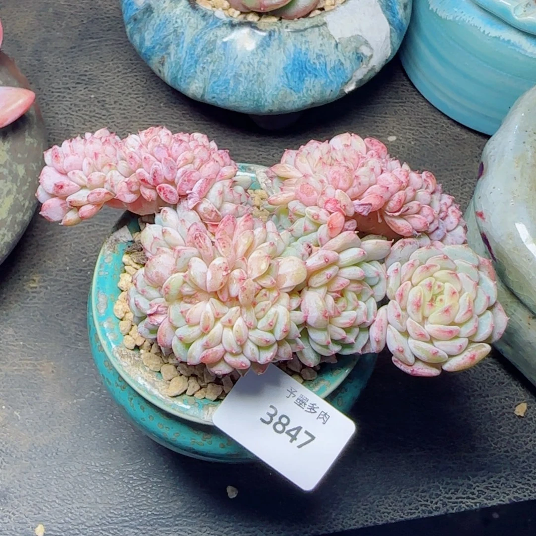 白胖子缀化，3847多肉植物