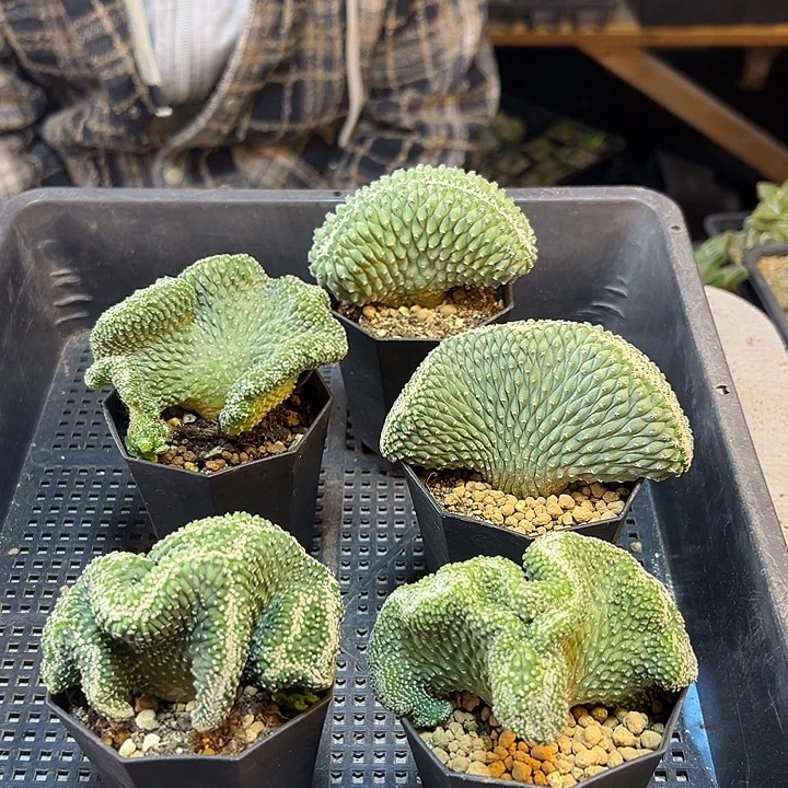 实生菊水缀化带盆8公分