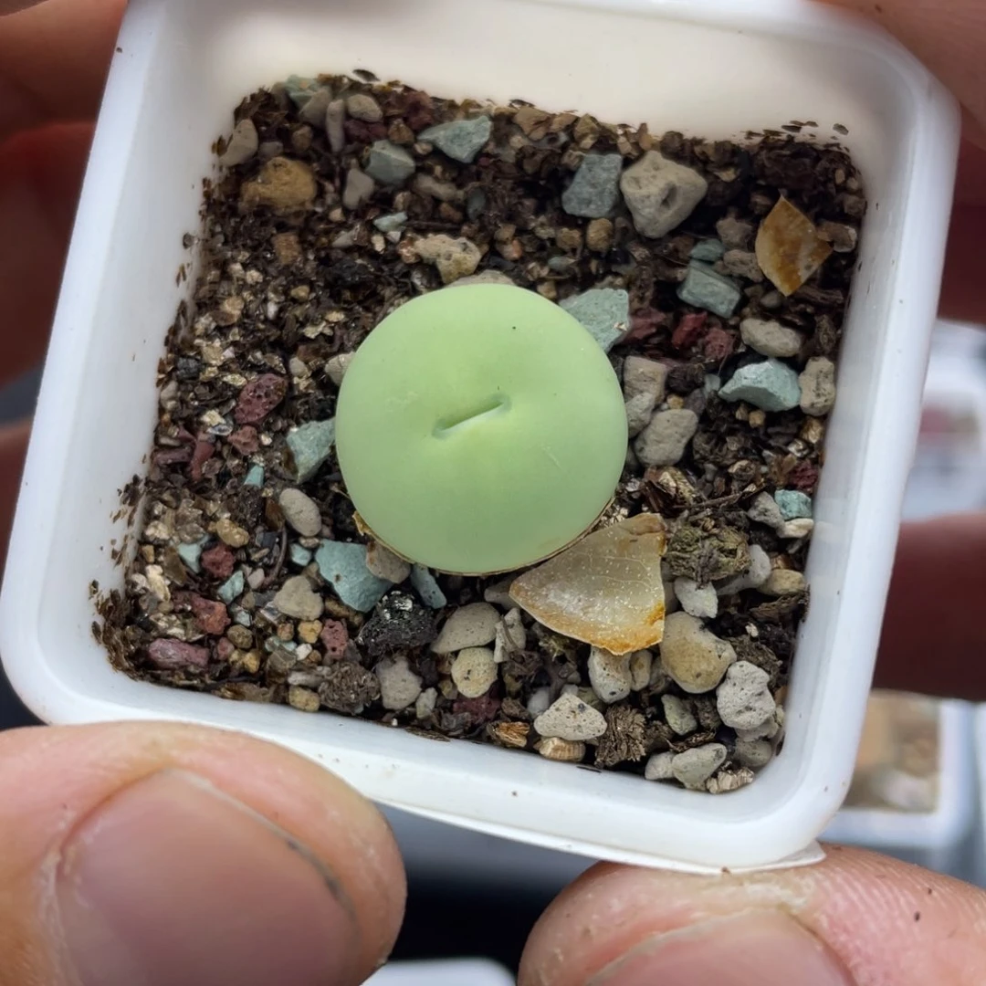 不**麦00000000000000000622