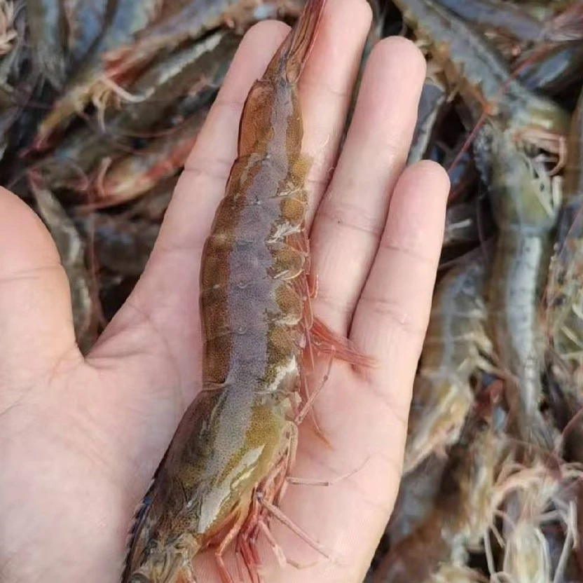 天津精品海水虾 新鲜 保鲜不保活