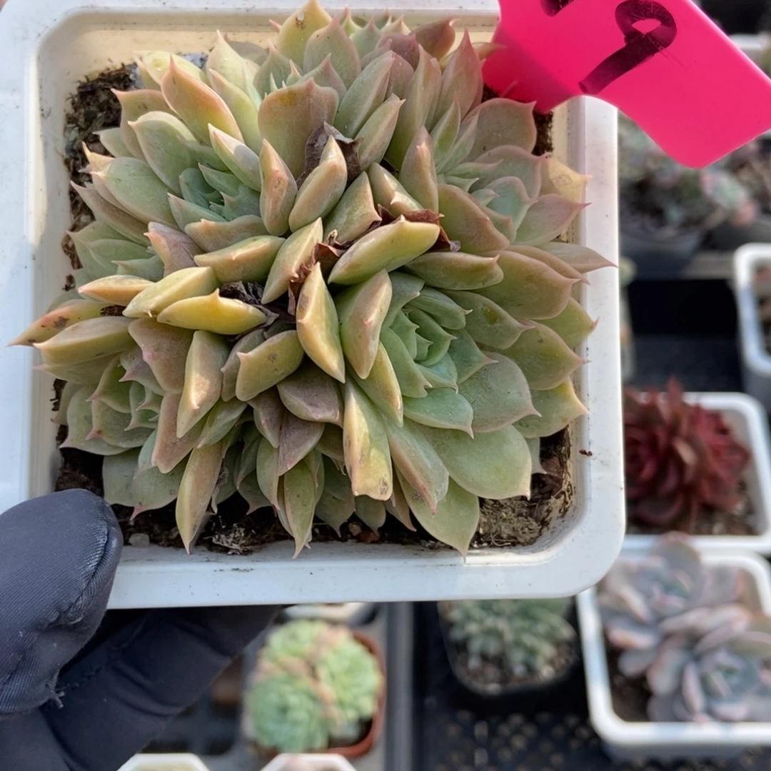 119盎司诺多肉植物多肉