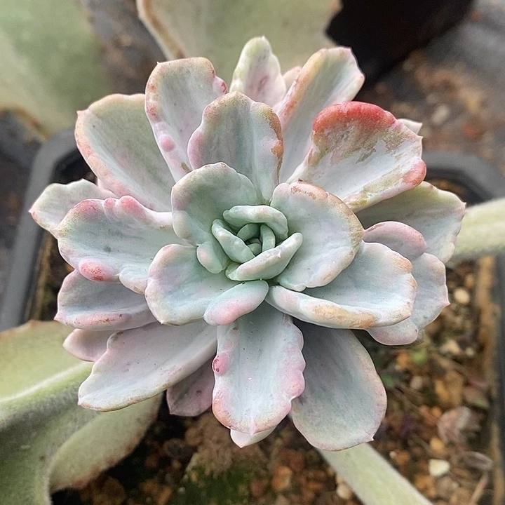 美尻锦带嫁木发货