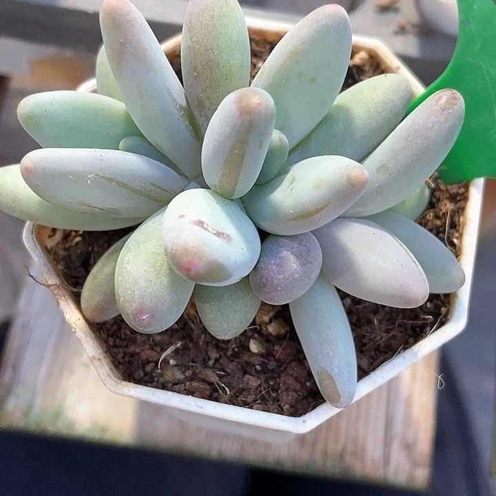 多肉植物企鹅1635多肉