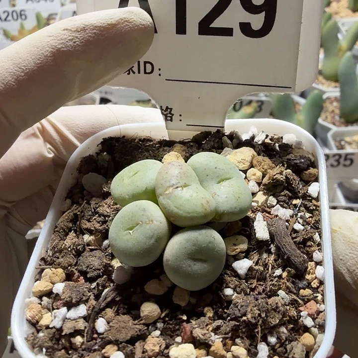 129。满38包邮肉锥
