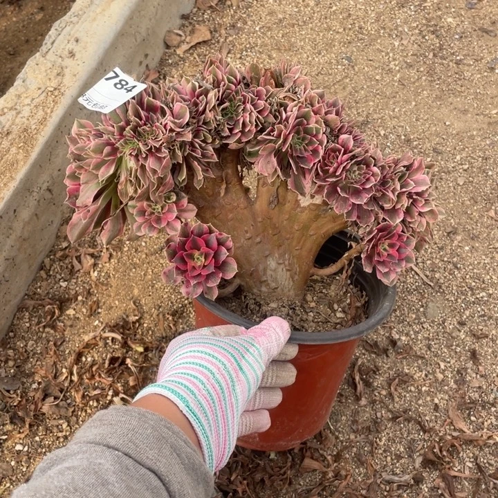 多肉粉女郎缀化784