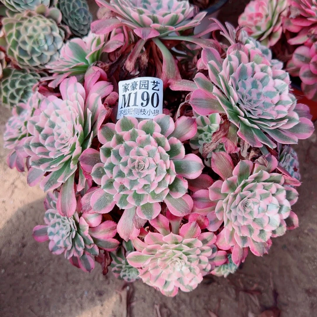 红彤白法师190冠幅22
