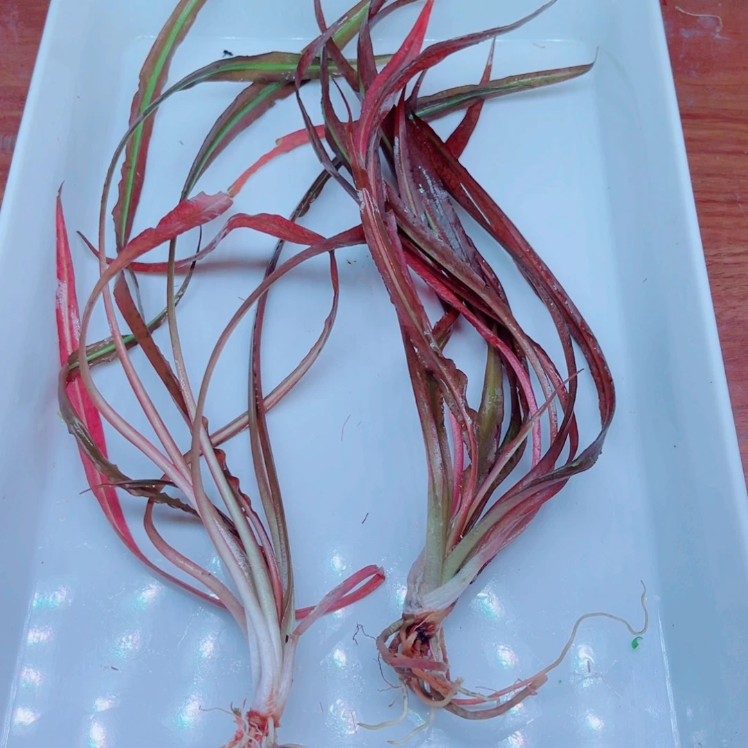 美小呆哇塞套餐一份
