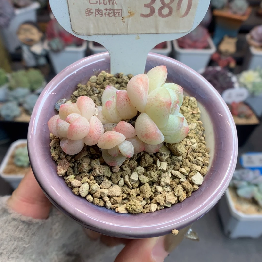 380四头冰玉多肉植物