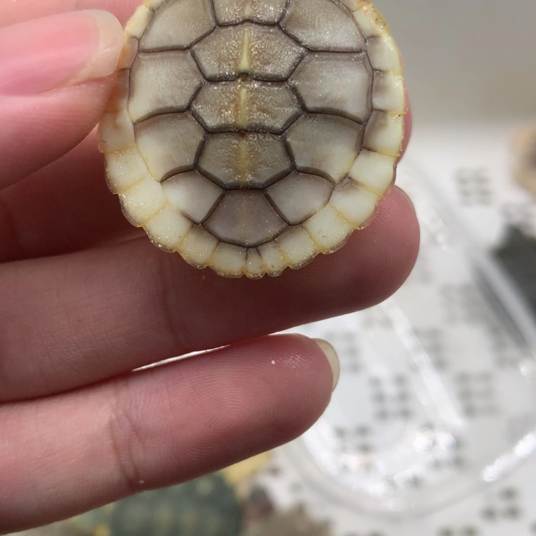不分公母巴西彩龟