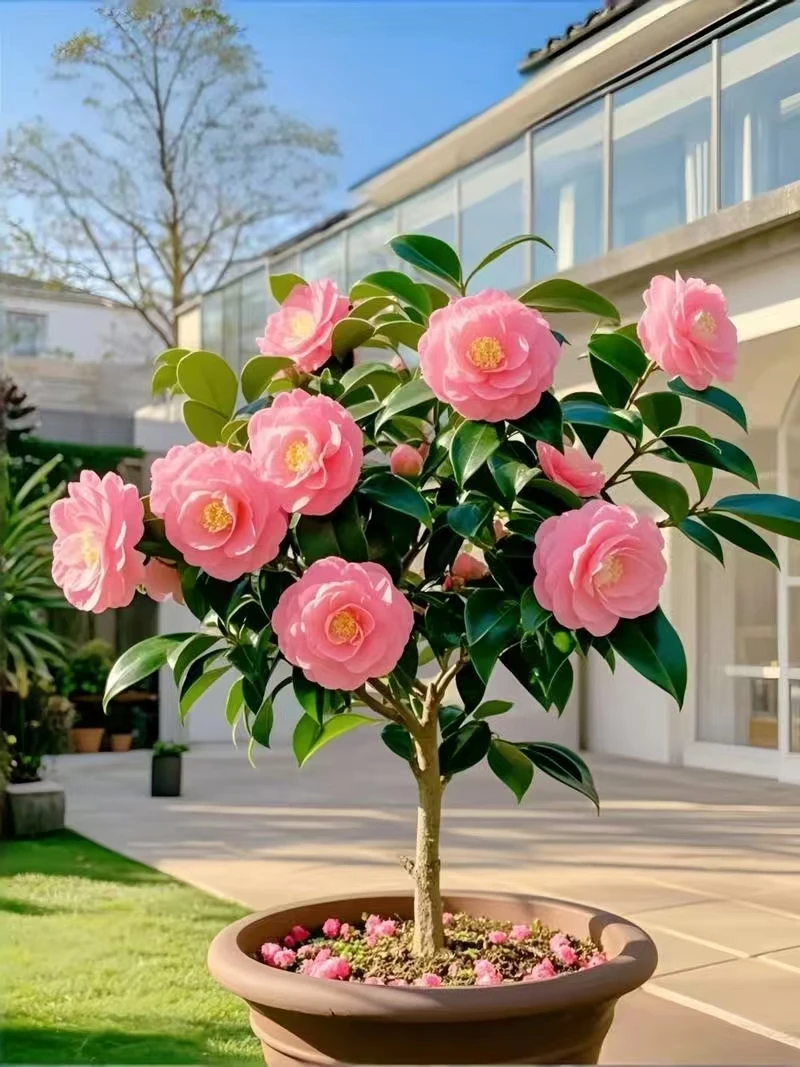 大规格高80cm - 90cm香妃茶花原盆原土带花苞室内外景观花卉种植