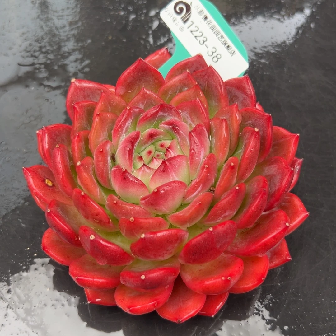 从前慢花园多肉编号1223-38