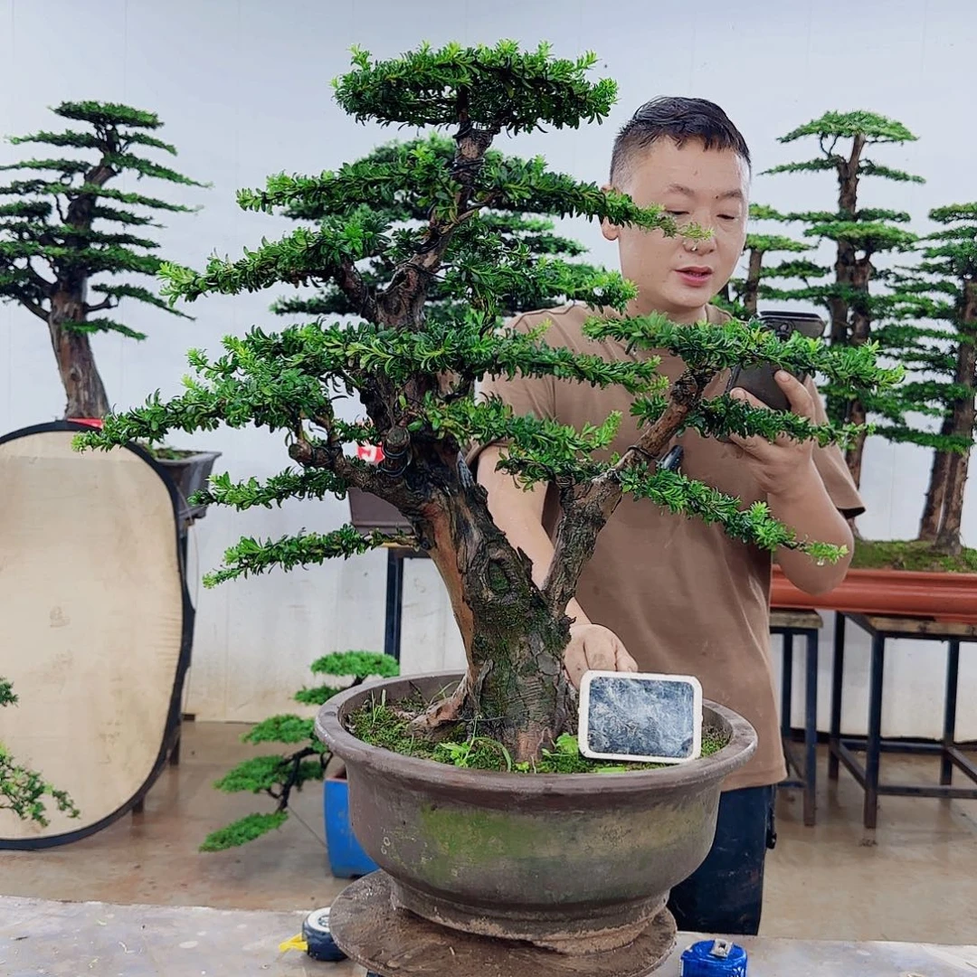 好***祥无花朵盆景制作过程非常