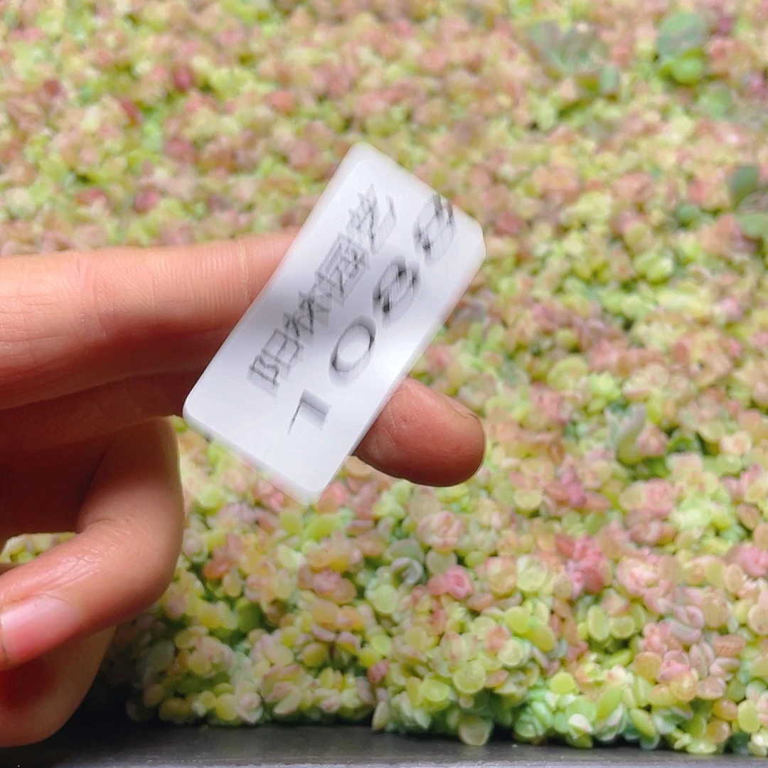 梅****多肉植物多肉植物1088