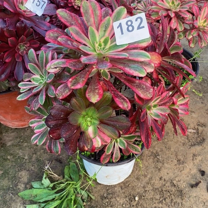 幸**生182丽拿手捧多肉