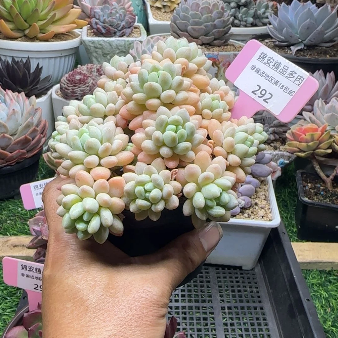 锦安精品多肉植物292