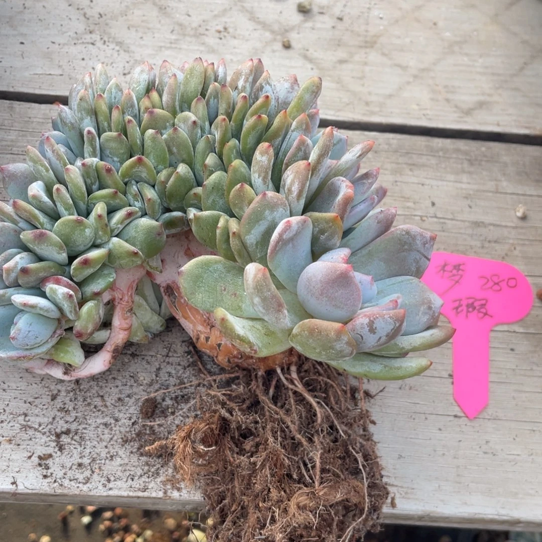 狂***棋石榴子星影缀化瑕疵有个头瞎了280