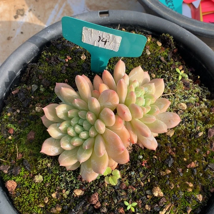 多日决欧72727277373