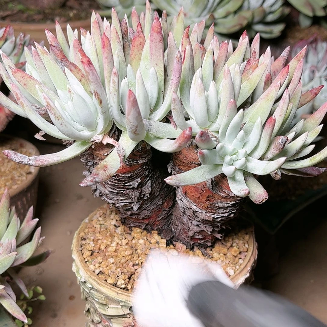 9697海瑟仙女杯多肉