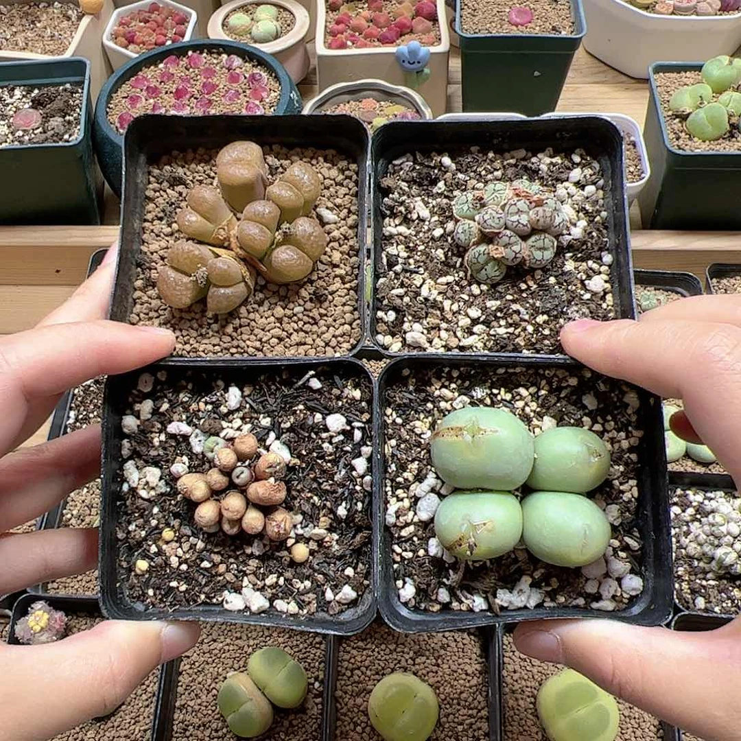 【闪购商品】355 端午福利