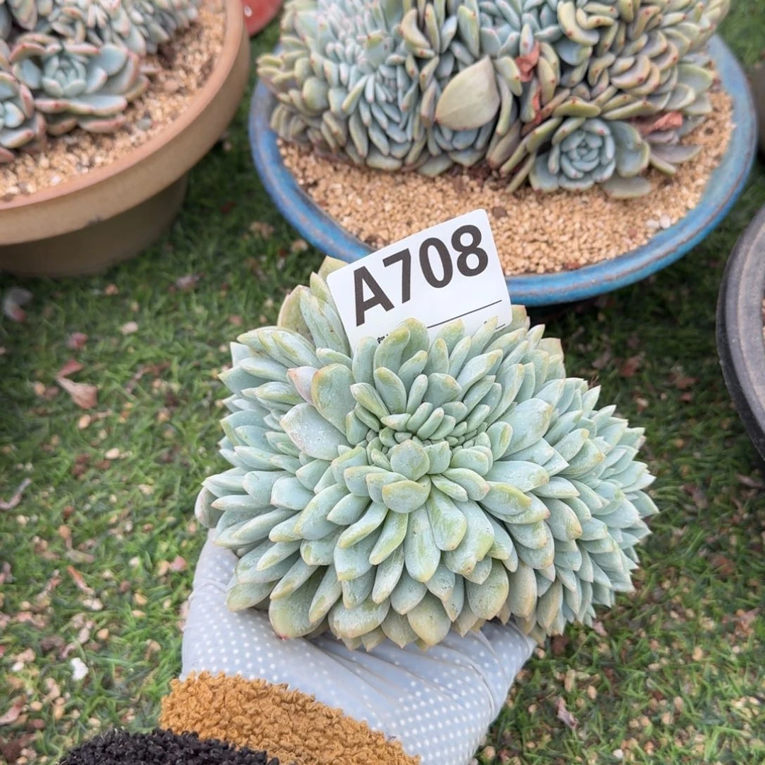 梁****车星影缀化呀呀呀呀