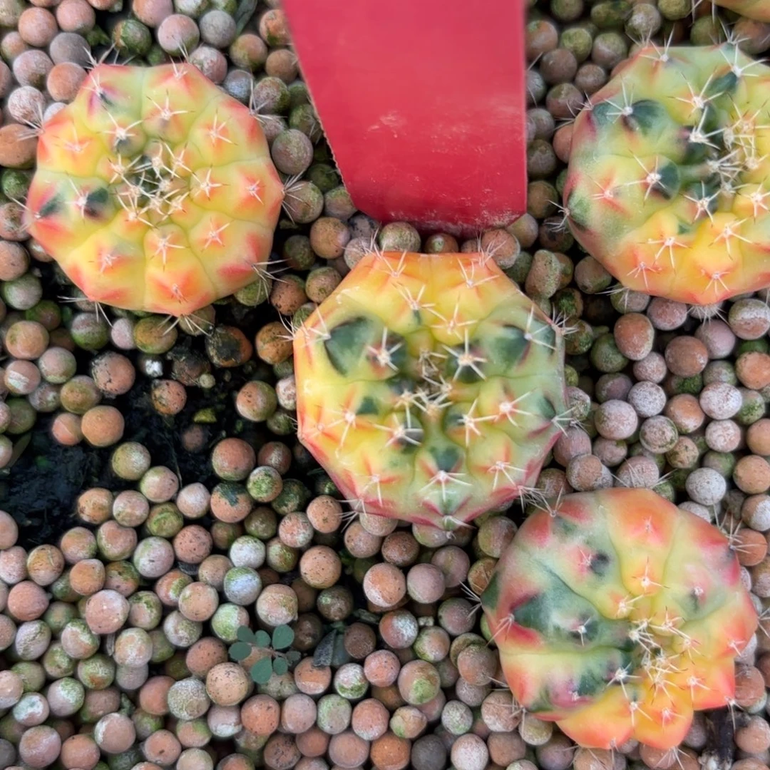 L536-1220泰国发货 太阳皇冠