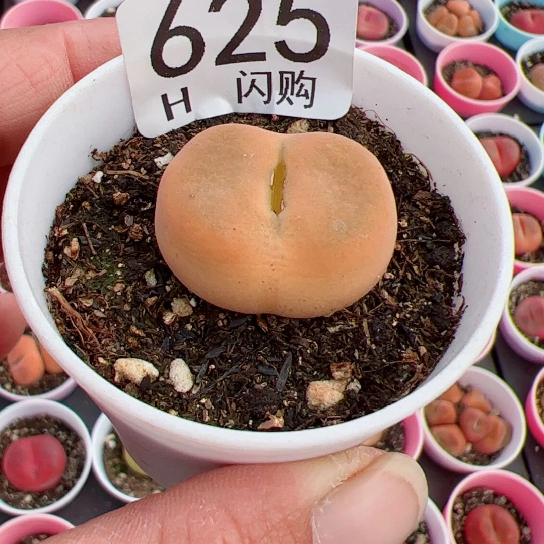 无花朵关***崽我很喜欢这个H625
