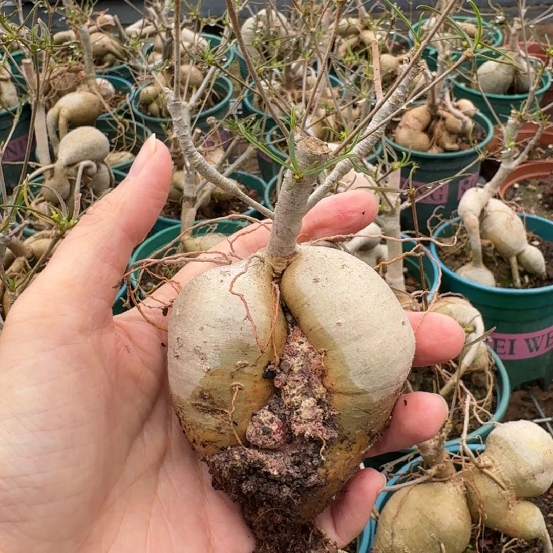 柳叶麒麟一物一拍多肉植物