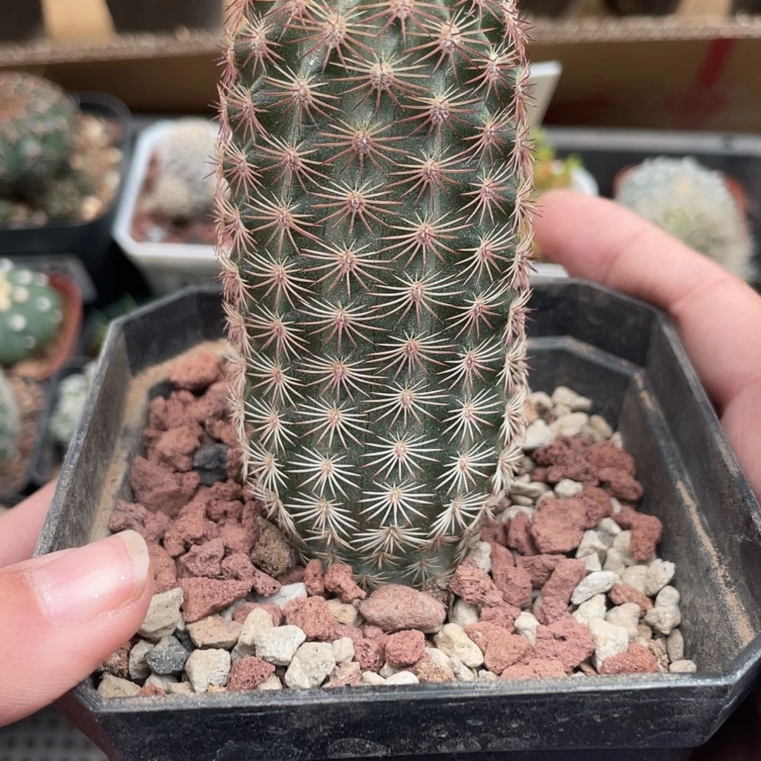 097锦玉琪仙人球植物