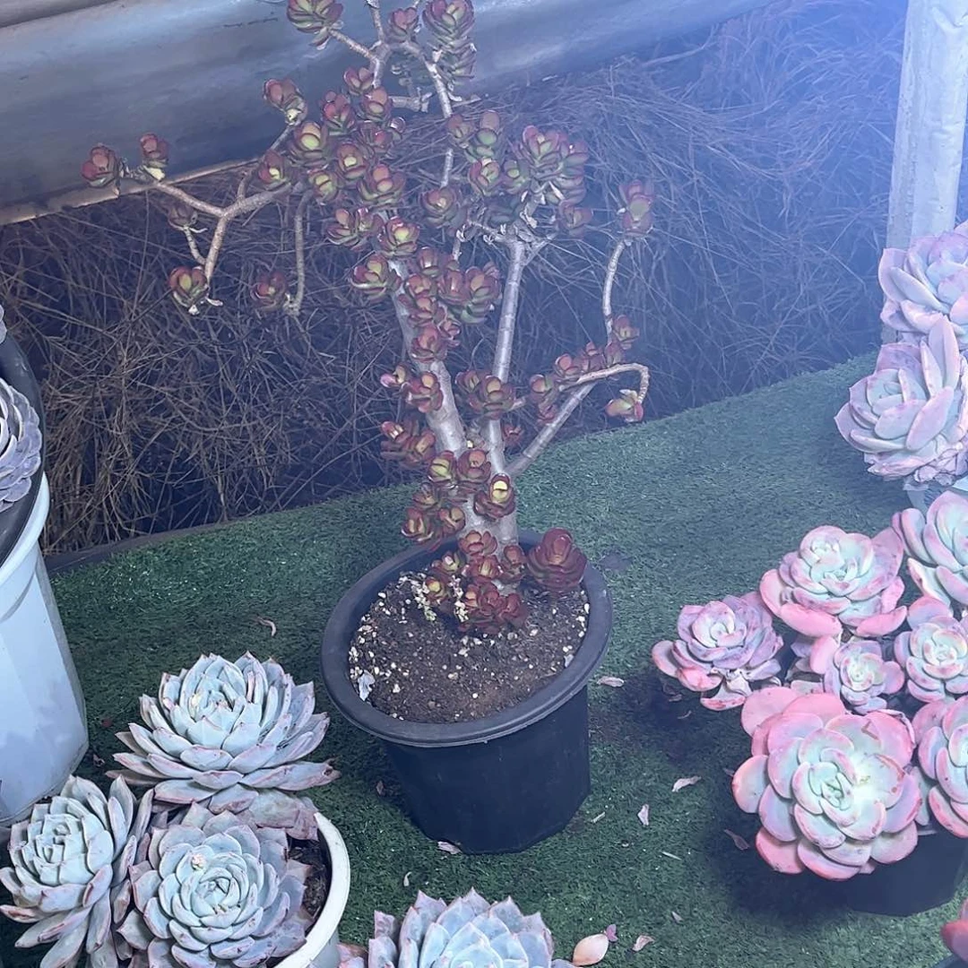 傻姬红花月多肉109