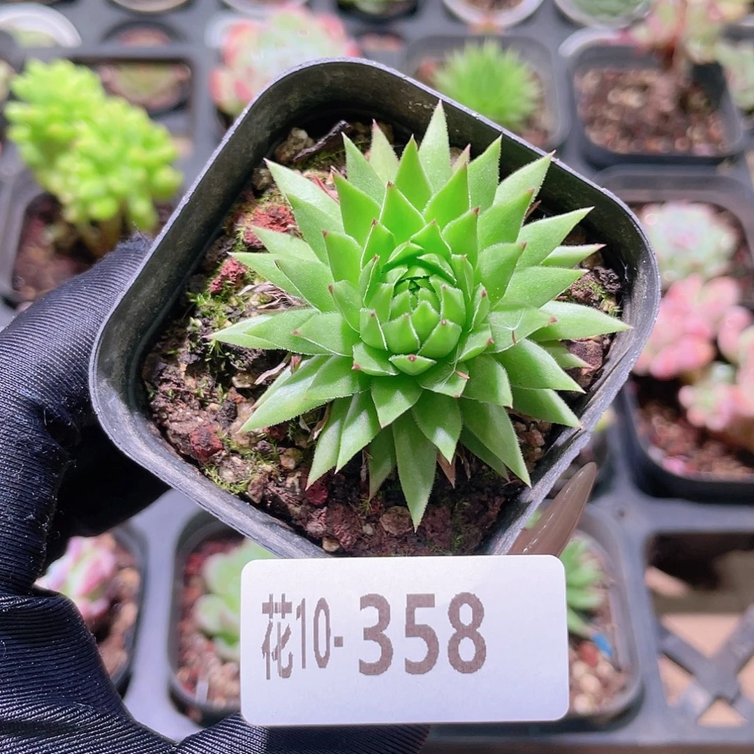 花利美10-358长生草