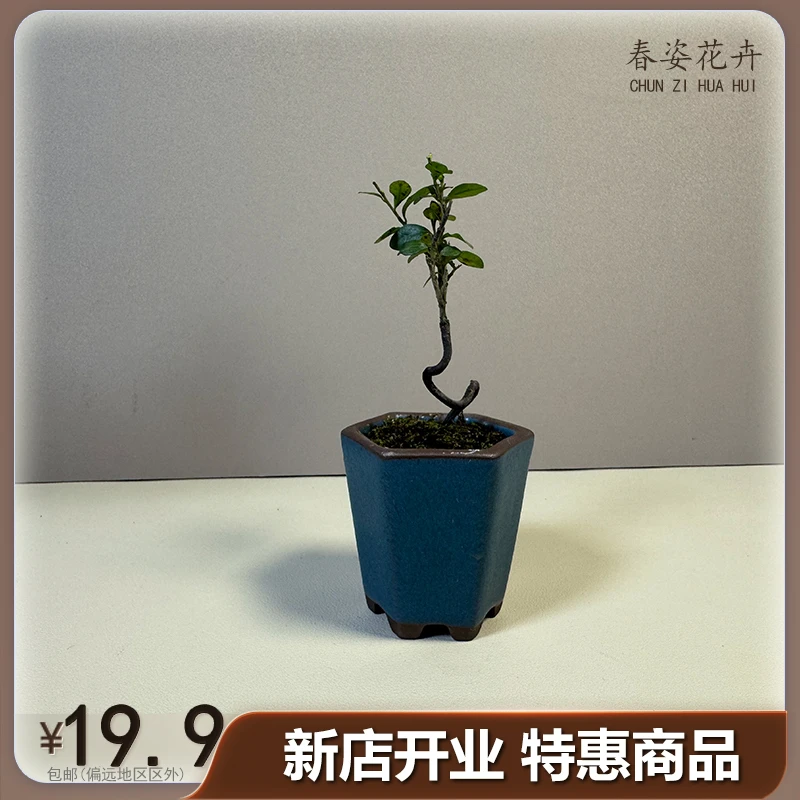 微型盆景拇指金弹子（盲发）