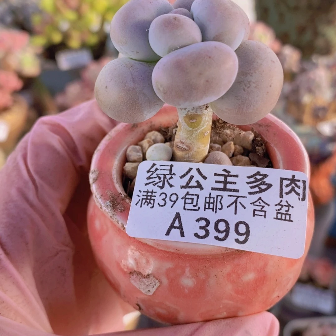 芭比奶洛单头399多肉酱