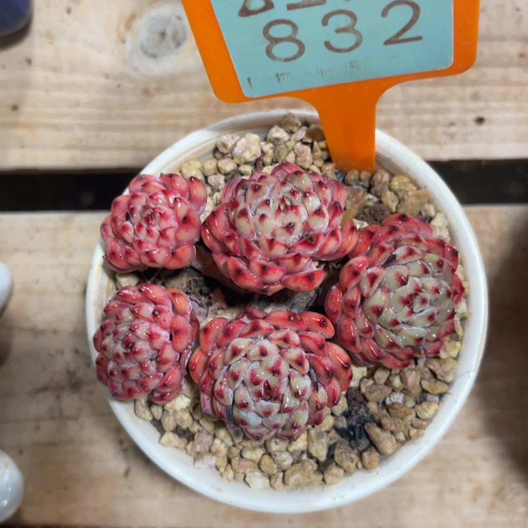 云尘多肉一物一拍不含盆832