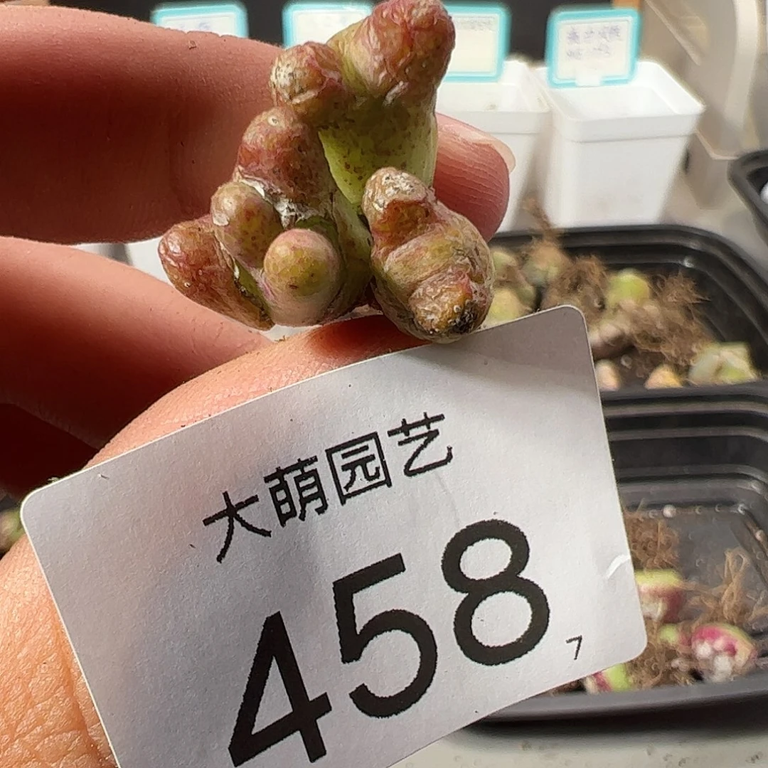 0000458 一物一拍……